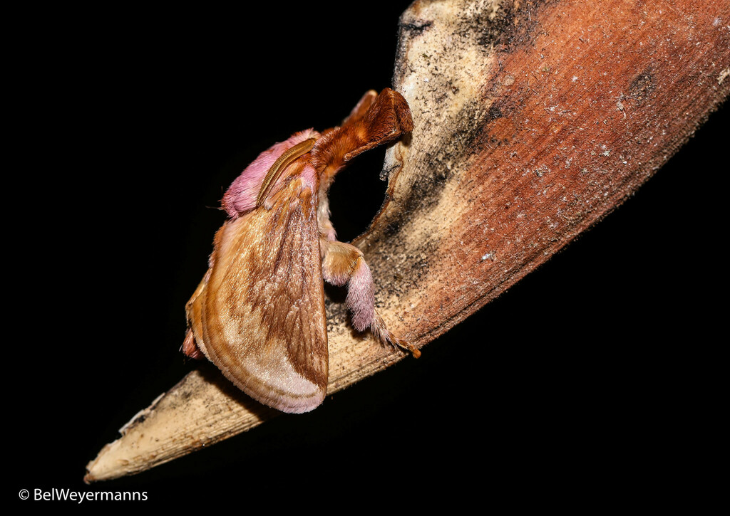 Perola petropolis