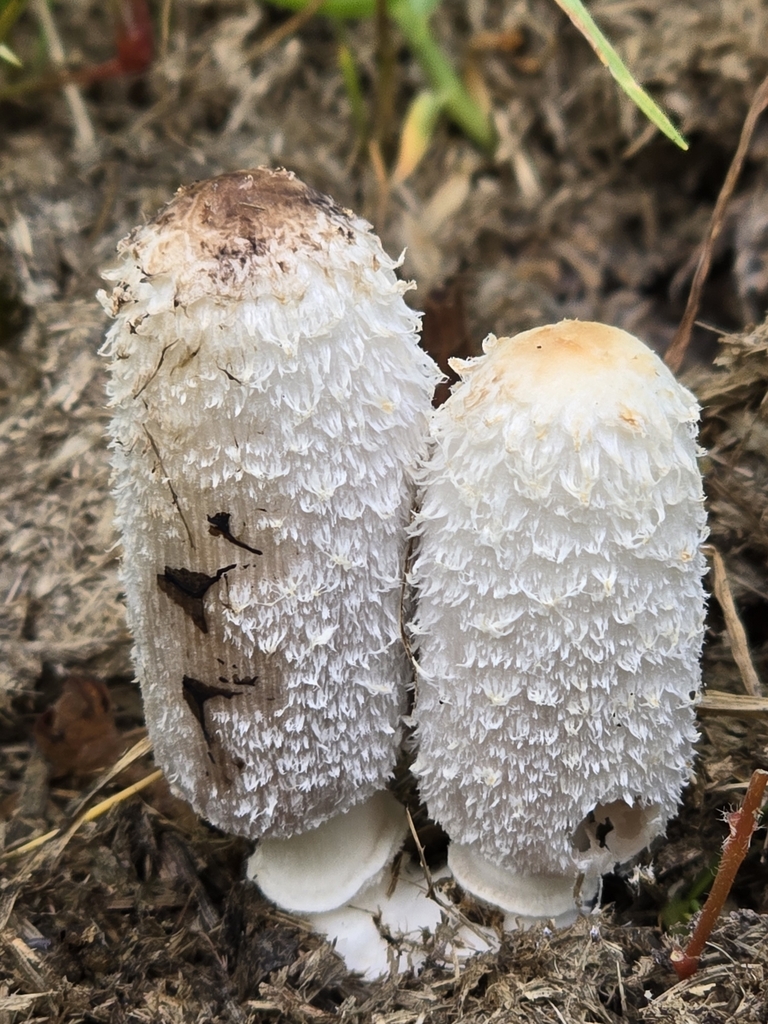 Coprinus sterquilinus