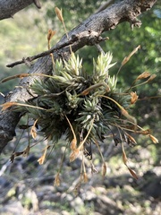 (c) Facundo Chieffo, some rights reserved (CC BY) Tillandsia aizoides, photograph (c) Facundo Chieffo, some rights reserved (CC BY)