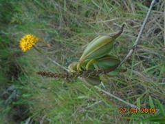 Epidendrum melinanthum
