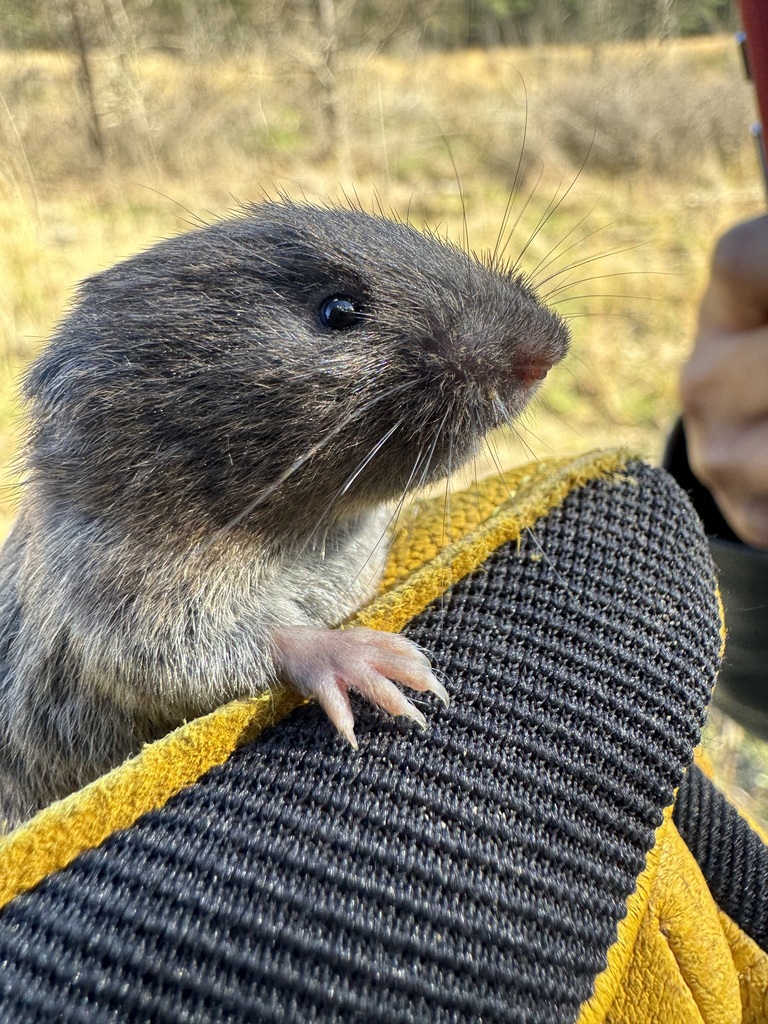 Woodland Vole from Chatham County, NC, USA on April 7, 2024 at 04:36 PM ...