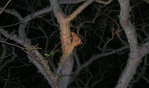 Christmas Boobook (Ninox natalis), photo 6