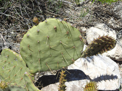 Opuntia cyclodes