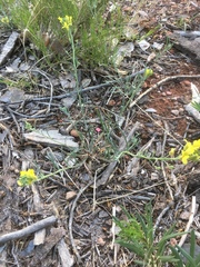 Physaria rectipes