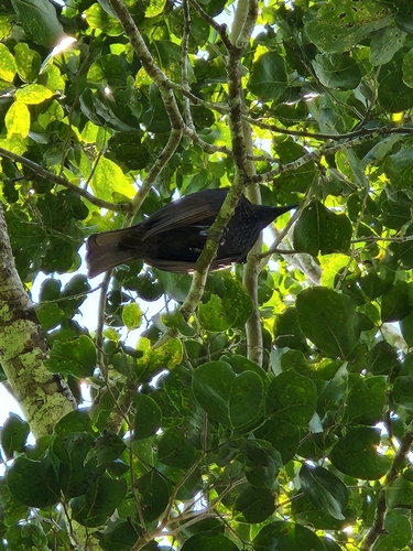 Samoan Starling (Aplonis atrifusca), photo 9
