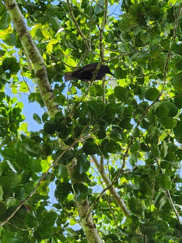 Samoan Starling (Aplonis atrifusca), photo 9