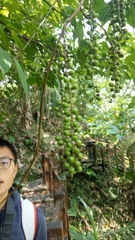 Schisandra arisanensis