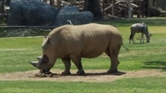 Ceratotherium simum