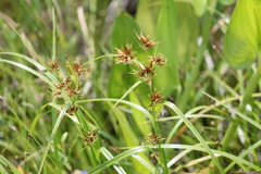 Rhynchospora corniculata