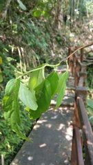 Schisandra arisanensis