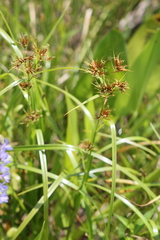 Rhynchospora corniculata