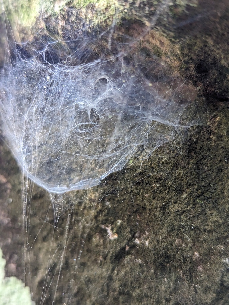 Calymmaria persica