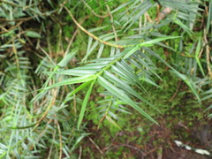 Maxillaria graminifolia