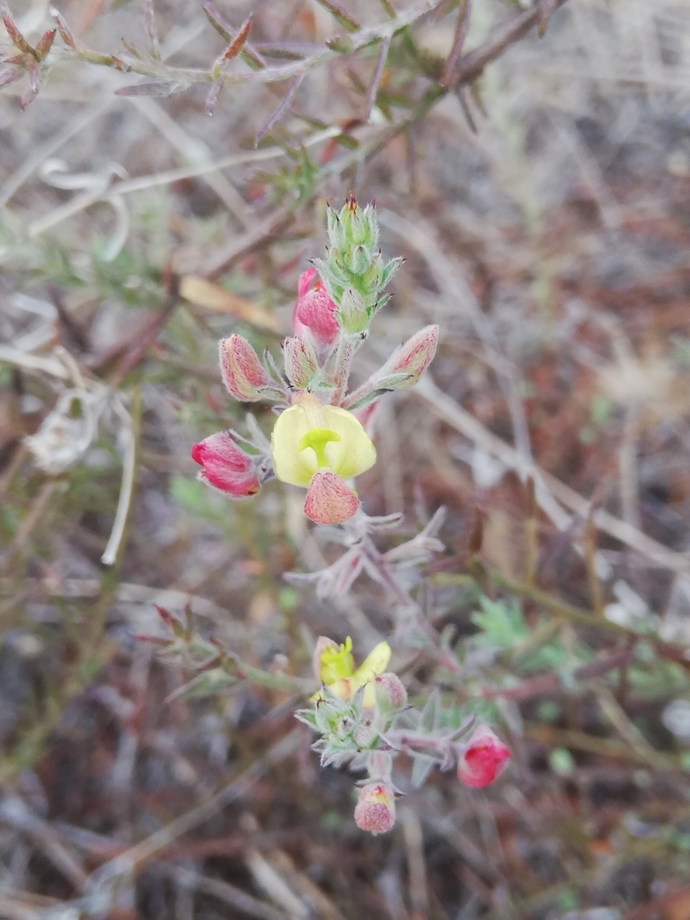 Krameria revoluta
