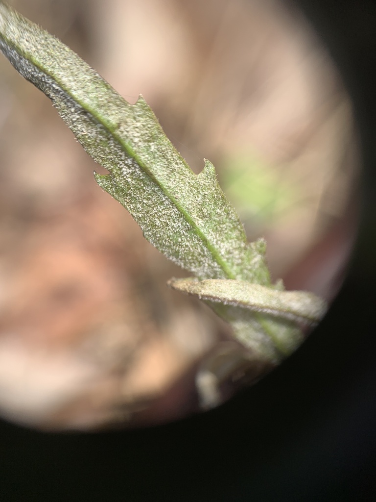 Hyaloperonospora cardamines-laciniatae