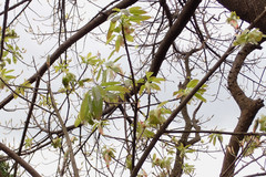 Ficus virens sublanceolata