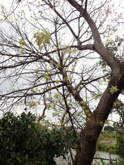 Ficus virens sublanceolata