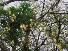 Ficus virens sublanceolata