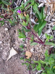 Ruschia promontorii