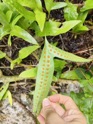 monarch fern