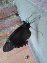 Papilio menatius victorinus