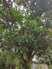 Nestegis cunninghamii