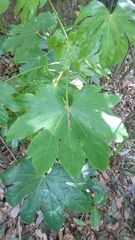 Fatsia