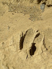 Odocoileus hemionus cerrosensis