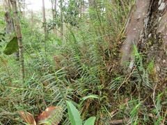 Maxillaria graminifolia