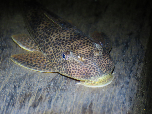 Squaliforma emarginata — Loricariidae — 4