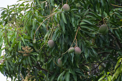 Mangifera indica image