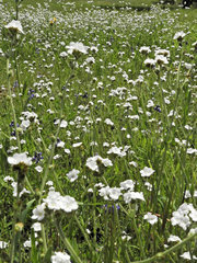 Plagiobothrys chorisianus