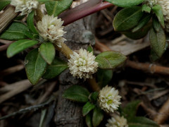 Alternanthera paronychioides