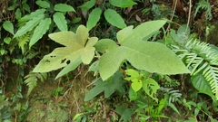 Rubus reflexus