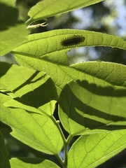 Pyrrhalta tibialis