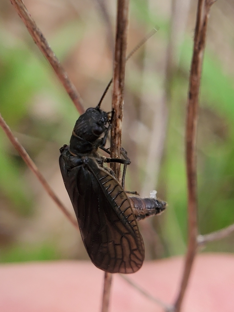Sialis infumata