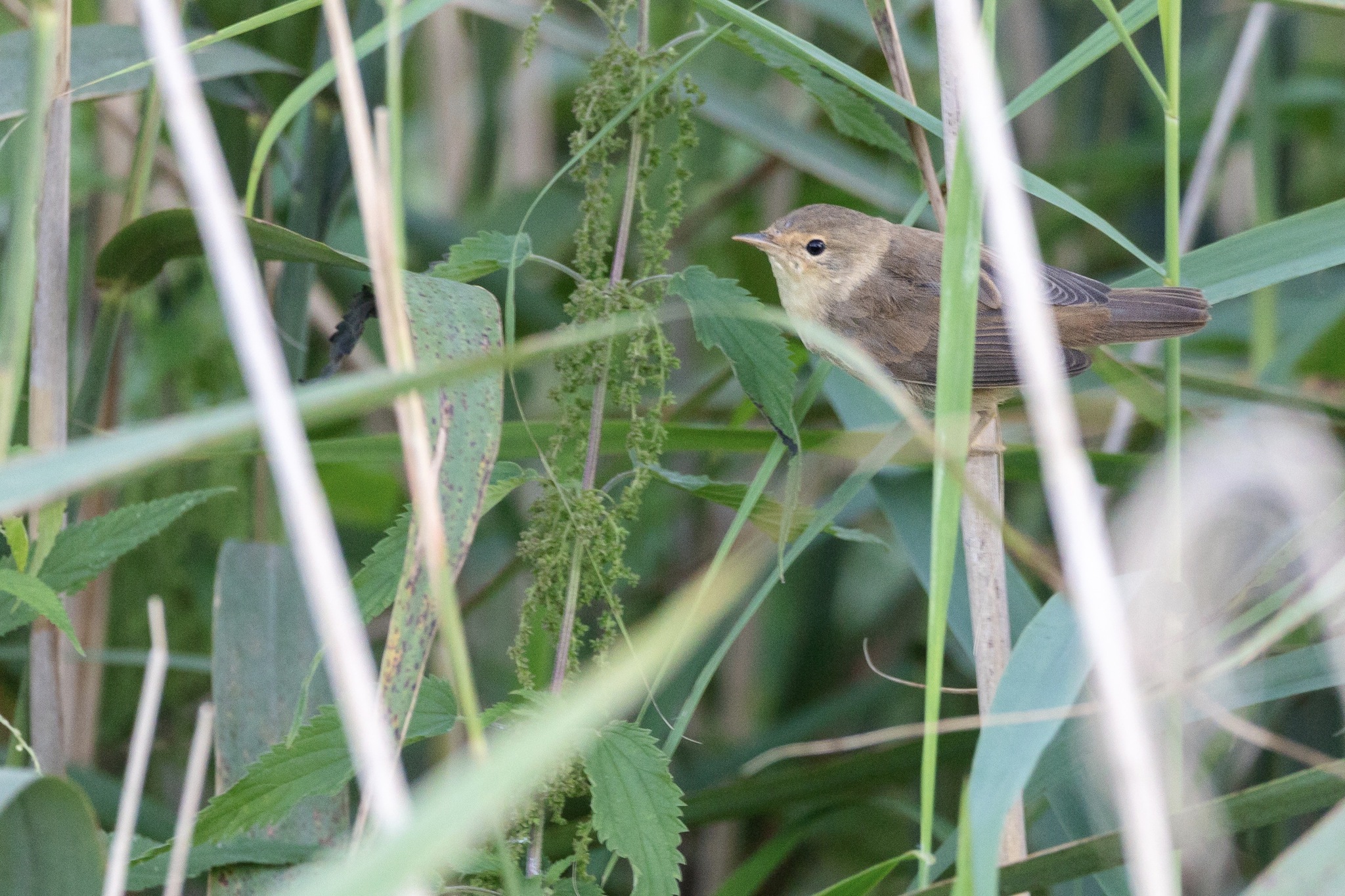 Common Reed Warbler