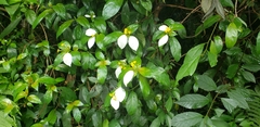 Mussaenda pubescens