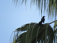 Quiscalus mexicanus