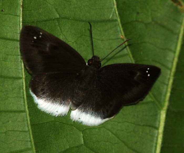 Tagiades lavata