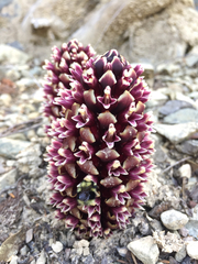 Kopsiopsis strobilacea