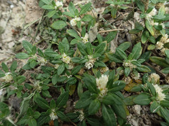 Alternanthera paronychioides