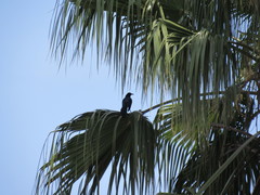 Quiscalus mexicanus