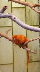 Leontopithecus rosalia
