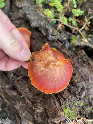 Gymnopilus