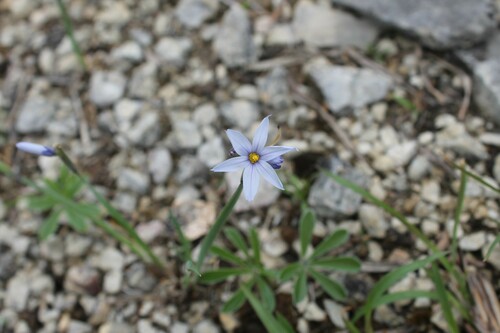 Image of White Blue-Eyed Grass (Sisyrinchium albidum) by (c) Dominic, some rights reserved (CC BY)