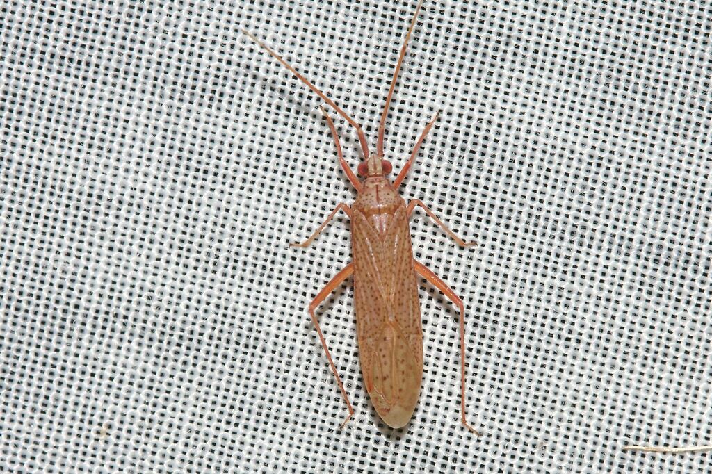 Fronsetta