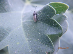 Oxycarenus hyalinipennis