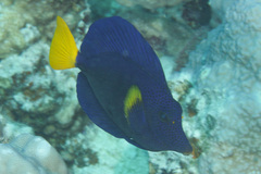 Purple Tang
