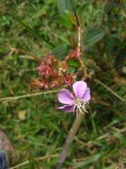 Chaetogastra gracilis